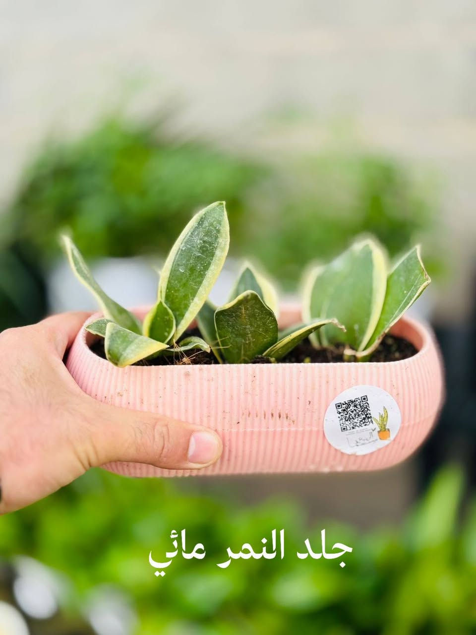 جزء من النباتات المميزة المتوفرة في مشلتنا
زورونا في فروعنا 
📍الفلوجة - شارع 40 - مقابل سنتر ملامح
  الفلوجة - السوق العصري 
✔️ خدمة توصيل إلى كافة المحافظات 🚚
***********
