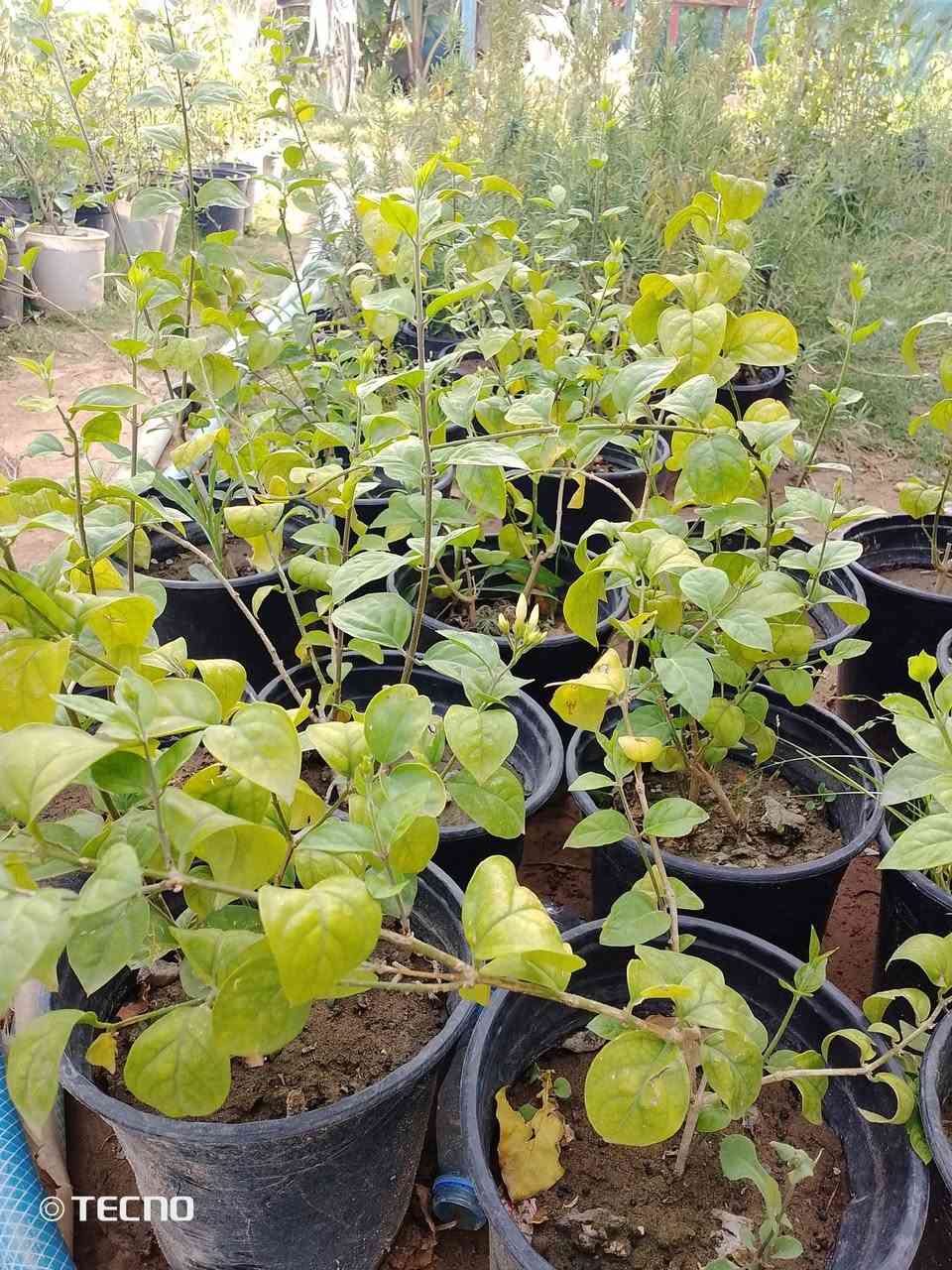 🌿💥 عروض الموسم 💥🌿

🌸 خد العروس القطعة بـ 1,000
🌿 الدودونيا القطعة بـ 1,000
🌴نخل واشنطني قطعة بـ 1000
🌲 العفص التركي القطعة بـ 2,000
🌼 الأتيكوما الصفراء القطعة بـ 3,000
🌹 ورد الجمال القطعة بـ 3,000
🌸 الرازقي العطري القطعة بـ 3000

🌺🌿🌸 الجعفري + ناز ناز + مينا زاحف + بيتونيا
📦 7 قطع كاملة بـ 5,000 دينار فقط 

❤️ دم العاشق الكويتي القطعة بـ 2,000 (زهرة العشاق)
🌾 الياس العراقي القطعة بـ 2,000 (عطر فواح)

🍇 العنب الأسود الفرنسي القطعة بـ 4,000 (ثمر)
🍎 الرمان العراقي درجة أولى القطعة بـ 4,000 (ثمر)

---

🔖 عروض القطعة بـ 2,500 دينار:

المنتج التفاصيل
👰 تراجي العروس القطعة بـ 2,500
☕ عطر چاي القطعة بـ 2,500
🌵 شوك المسيح (أبيض وأحمر) القطعة بـ 2,500
🌿 روزمار القطعة بـ 2,500
🌺 كاريزيا القطعة بـ 2,500
💧 دمع الطفل القطعة بـ 2,500
🔥 بخور القطعة بـ 2,500

---

🔖 عروض القطعة بـ 5,000 دينار:

المنتج التفاصيل
🌺 الدفلة (أبيض، وردي، بصلي) القطعة بـ 5,000
🍊 البرتقال القطعة بـ 5,000
🍎 التفاح العراقي القطعة بـ 5,000
 

---

👑 المتميز الفاخر:

المنتج السعر
🍋 نارنج (طول 2.5 متر وكثيف) القطعة بـ 7,000

🌳 البيزيا القطعة بـ 5,000 (مخفضة)

---

📍 الموقع: (خانقين/تقاطع سبعه نيسان داخل)
📞 للطلب والاستفسار :(***********) 
💬 راسلنا على الخاص للحجز فوراً
