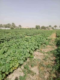 بذور بانيا • متعهدة • مشروع المسيب