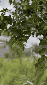 كادر متكامل لزراعة الحدائق والشجار وبانسب الاسعار 🫂🔥 الي عليك تتصل وال...