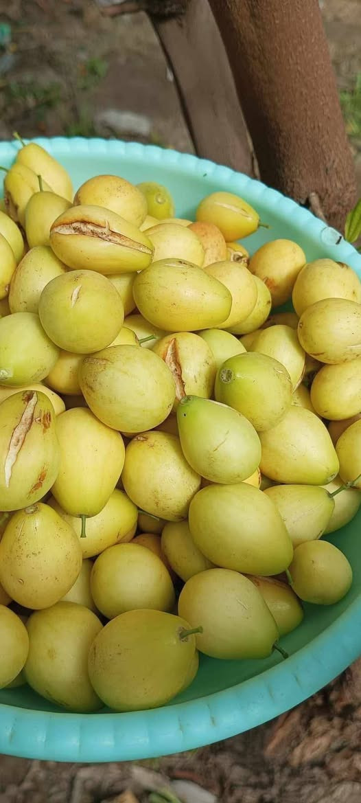 مستعدون لتطعيم اشجار السدر في محافظة الديوانيه
وبأسعار منافسة
الأنواع التفاحي والعرموطي بدون نوى وتايلندي والباكستاني وأنواع أخرى
*********** واتساب
