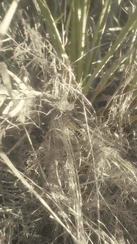 بسم الله الرحمن الرحيم 
موجود فسائل نخيل بريم العدد من 100الى 80فسيل السعر 35للجمله 
مفرد40
تشوف بعينك وتقلع
 اليريد يحجز موجود 
اليريد توصيل موجود 
اليريد نجذرله موجود 
مشتل الزهراء في ميسان العماره بستان دور النفط شارع مقبره الصابئه قرب جملونات بيت العنتاكي للدواشك والحصران داخل الفرع 
***********
***********
يوجد توصيل لجميع المحافظات العراق 🇮🇶
