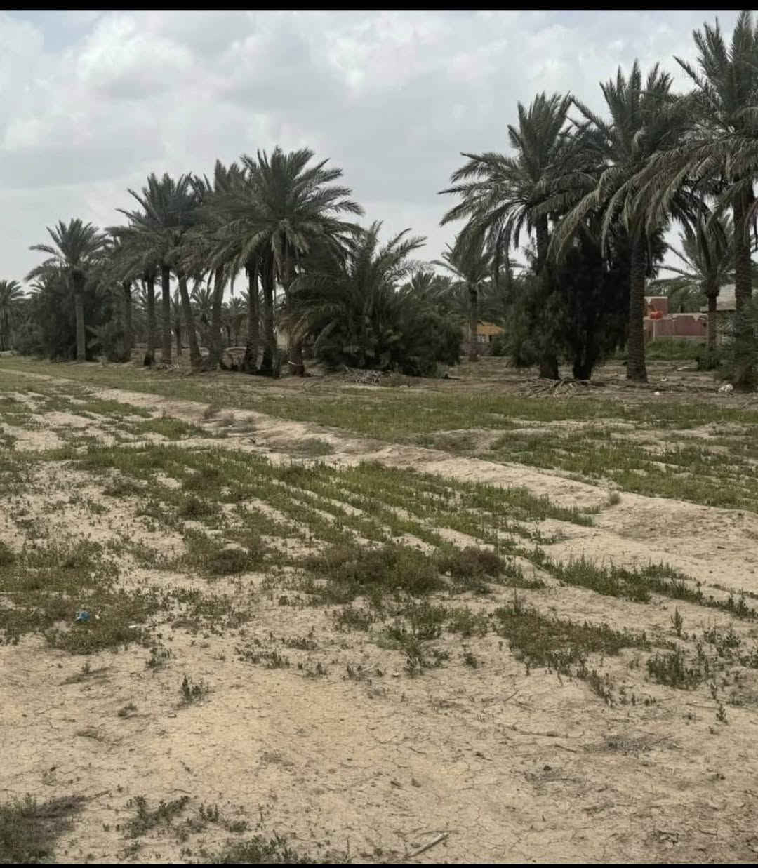 السلام عليكم ارض للبيع المساحه (3) ونص  دوانم سند ( 25 ) تحويل مباشر بأسم المشتري خدمات كامله  من تبليط كرهباء ماء اساله مدارس اعدايه متوسط تصير انشاء معمل او مزرعته او سكن  الموقع طريق حله ديوانية منطقة هوى الشام قبل معمل الغاز الاهلهي للاستفسار الاتصال على الارقام التاليهه
*********** //***********
