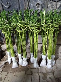 عصاة موسى • قياس 80 • القائم حصيبة