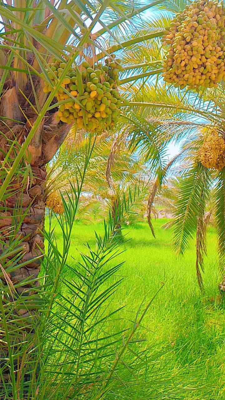 #السلام عليكم #زبائننا الكرام كل عام وانتم بالف #خير عرض اليوم #جديد وغير شكل #للبيع بستان بمساحه 7دونم #ونصف  بواجهه 130متر بستان عامره #بنخيلها واشجارها لمن يبحث #عن الهدوء #والراحه  وتحتوي على #دار بمساحه 180 متر مربع جنس العقار طابو سند 25 تحويل اسهم #الخدمات ماء سقي #سيح وماء أسأله كهرباء #محتويات على المزروعات #تحتوي على اكثر من 20  نوع من انواع #التمور المختلفه والاصناف الجميله #النادره زائد اشجار من #الحمضيات واشجار الفاكهه  10 دقائق عن مرقد الامام الحسين العنوان #كربلاء  المقدسه #شارع بغداد مفرق #الحسينيه مقابل  الجسر الجديد تبعد عن الشارع العام 300 #متر او اقل #البستان مخدومه #وعامره ولا تنقص اي #شيء #للمزيد من التفاصيل #والاستفسارات يرجى الاتصال على الرقم 
#ملاحضه التصوير قديم. 

 ***********

#ملاحظه #غير #متواجد #على #الفيسبوك
