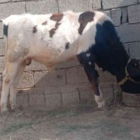 حوالي • اصبيح الحوري