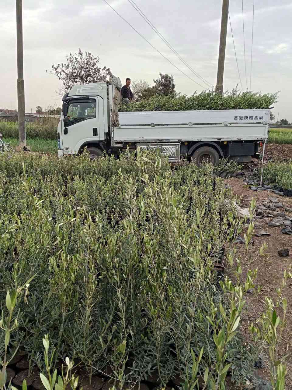 بفضل الله تم فتح بيع حجز شتلات الموسم الجديد اعمار سنتين اصناف المتاحه 
بيكوال والمنزنيلوا وكوريتنا وكورناكي وسرس كولا 
مع الاخلاص دائما مزرعتك في نجاح اختار الصح هتزرع صح للتواصل مع اداره المشتل 01017275933
01004483508


**إذا كنت صاحب هذا الإعلان وتريد حذفه لأي سبب، رجاءا أرسل رسالة إلى الدعم الفني**