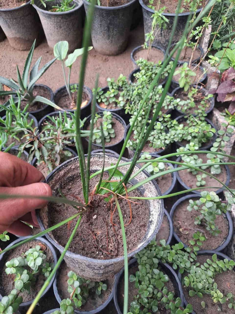 يا الله 
تم وصول نباتات الزينه         عليهن عروض لحكو قبل 
                                          لايخلصن🥰🥰🥰
دمعت طلف المتدلي
اصابع العروس نبات متدلي 
صبار اصبع زينه
ريحان ملكي مزهر عطري
جلد النمر نبات داخلي
زنبقة المطر 
انتران قوس قزح 
نبات المكحله
العنوان خلف بانزين خانه قرب مدرسة الهدايه 
بيت عباس العيبي 
رقم التليفون 
***********
