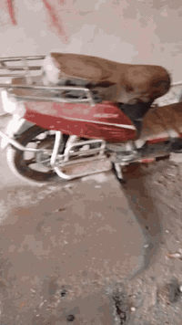 باسكل شحن بدون بطاريات نضيف حيل وشغال. سعره ١٧٥ الف الرمادي ٥ كيلو. ***********
