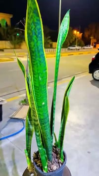 تخفيضات لكل زرع عندي  07700499706