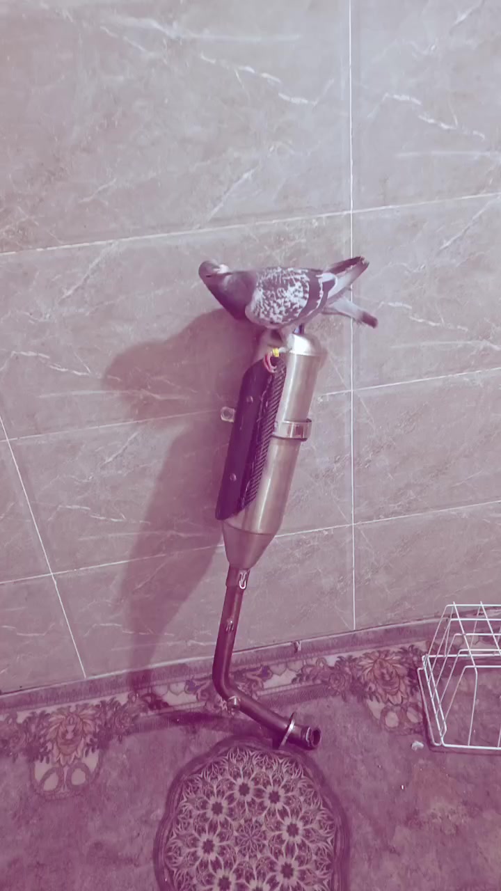 السلام عليكم صورنصه بوري عدل السعر 200 قطعه نادره تواصل خاص


**إذا كنت صاحب هذا الإعلان وتريد حذفه لأي سبب، رجاءا أرسل رسالة إلى الدعم الفني**