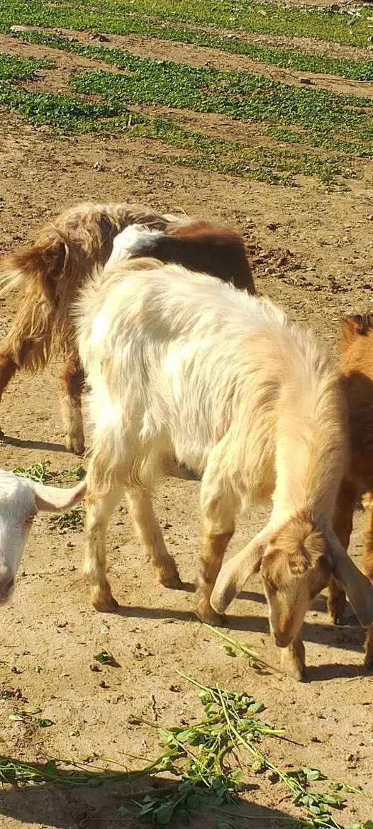 متاح صخلات حلوات تريد جني تريد ربط بيهن وحده غزاليه سعر الزوج اذا شلع ب250واذا تفريد كلمن وسعره يعني سعر الوحده125
***********
***********
