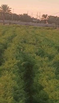 تاجي سبع البور • ٤ دوانم • ملك صرف