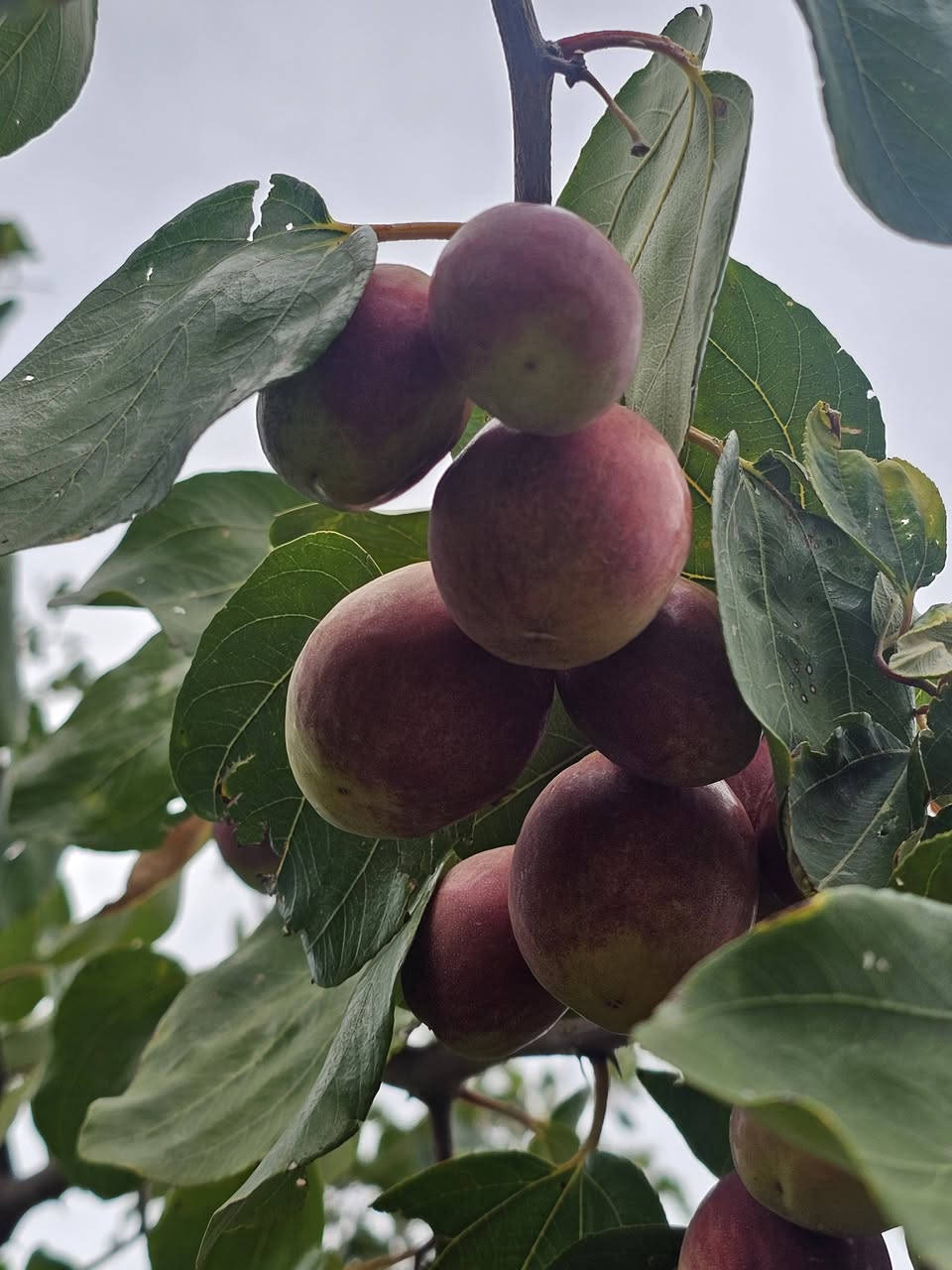 السلام عليكم
اي شخص يريد تطعيم يتواصل وياي 

وبسعر مناسب 

والي يريد فقط أقلام 

يجي ياخذ بلاش

وانه خادم 

مكاني بالناصريه الغراف 

***********
