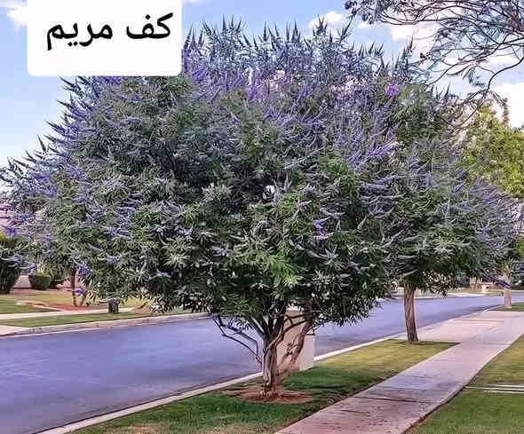 اسعد الله اوقاتكم بكل خير
مع بداية الفصل الشتوي  وافضل وقت لزراعة الاشجار    توفرت جميع شتلات الاشجار 
الاسعار والارتفاع مرفقة اسفل الصورة 
العنوان  بغداد الداوودي شارع هيل وزعفران خلف ثانوية الفضيلة
واتساب ***********
