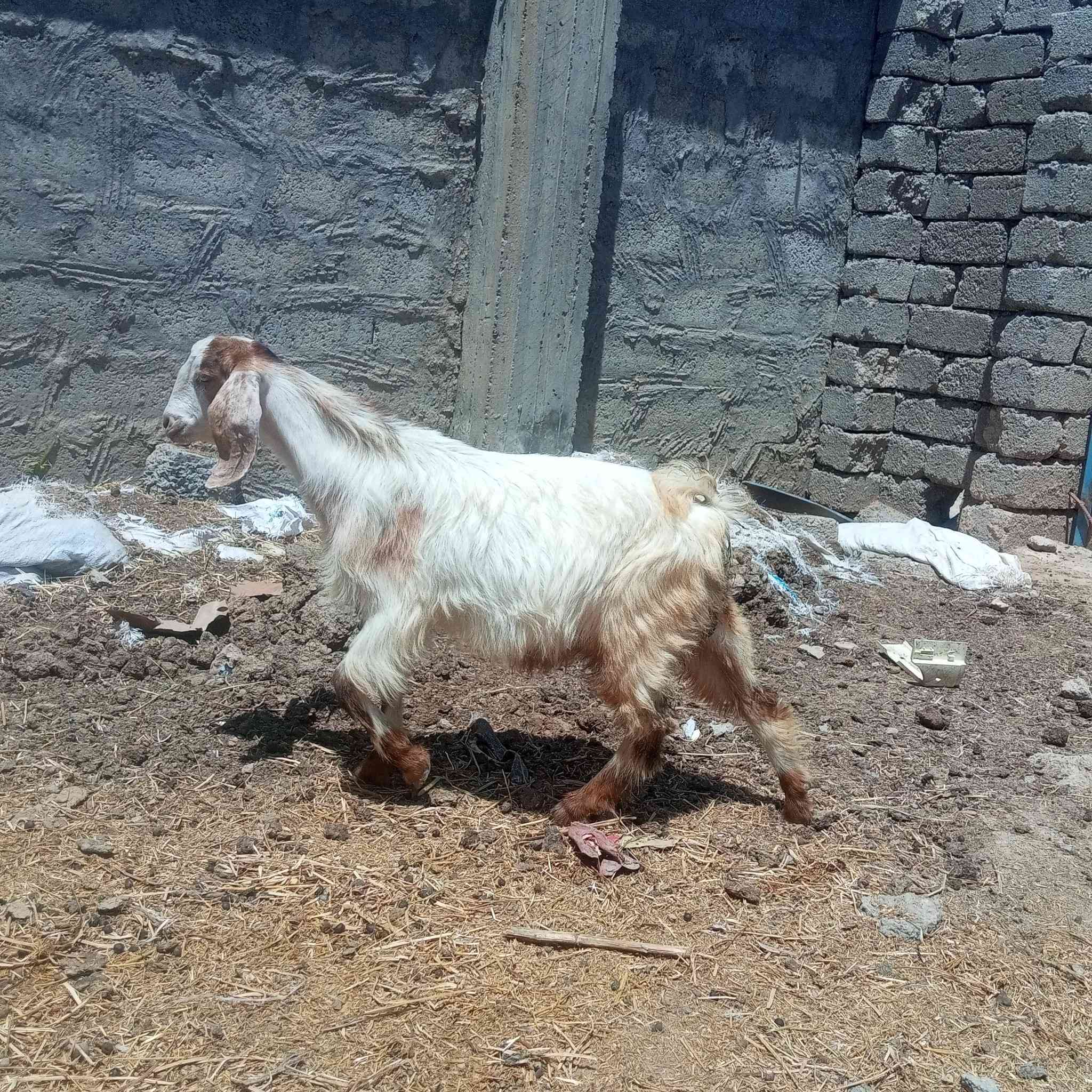 السلام عليكم اخوان متاح جدي اجم رقم واحد وسمين حيل حيل يرهم اگصابه ويرهم جنيه جدي مال بيت مأ شاءالله عليه صب لحم 🥩 وين اليدور حلال زين ونضيف جدي مشروط شرط ال شرط 
العنوان صلاح الدين الشرقاط قريه شكرا 
ه‍ ***********👉 بيه واتساب 
الشراي يتصل ويدلل 
يوجد خدمت توصيل حسب التفاق
