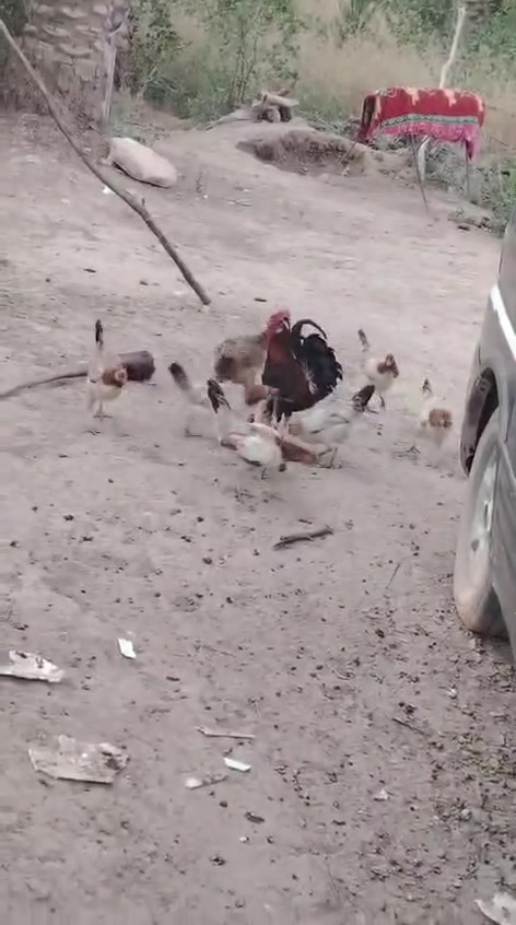 اخوان افراح  عرب اصلى مو مضرب مهات موجودات بل مقاطع دندراوي وشمسي *********** واتساب
