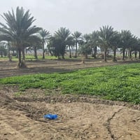 أرض زراعية • سند 25 • خلف جامعة بابل