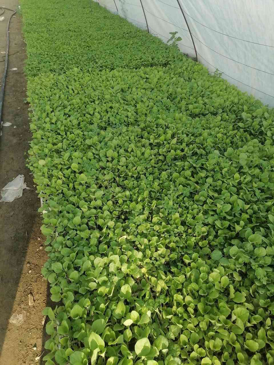 السلام عليكم يتوفر بدايات طماطه باذنجان فلفل حار فلفل بارد في مشتل الرحمن العنوان محموديه مقابل معمل البسكت الحمراء اهلا وسهلا ***********
