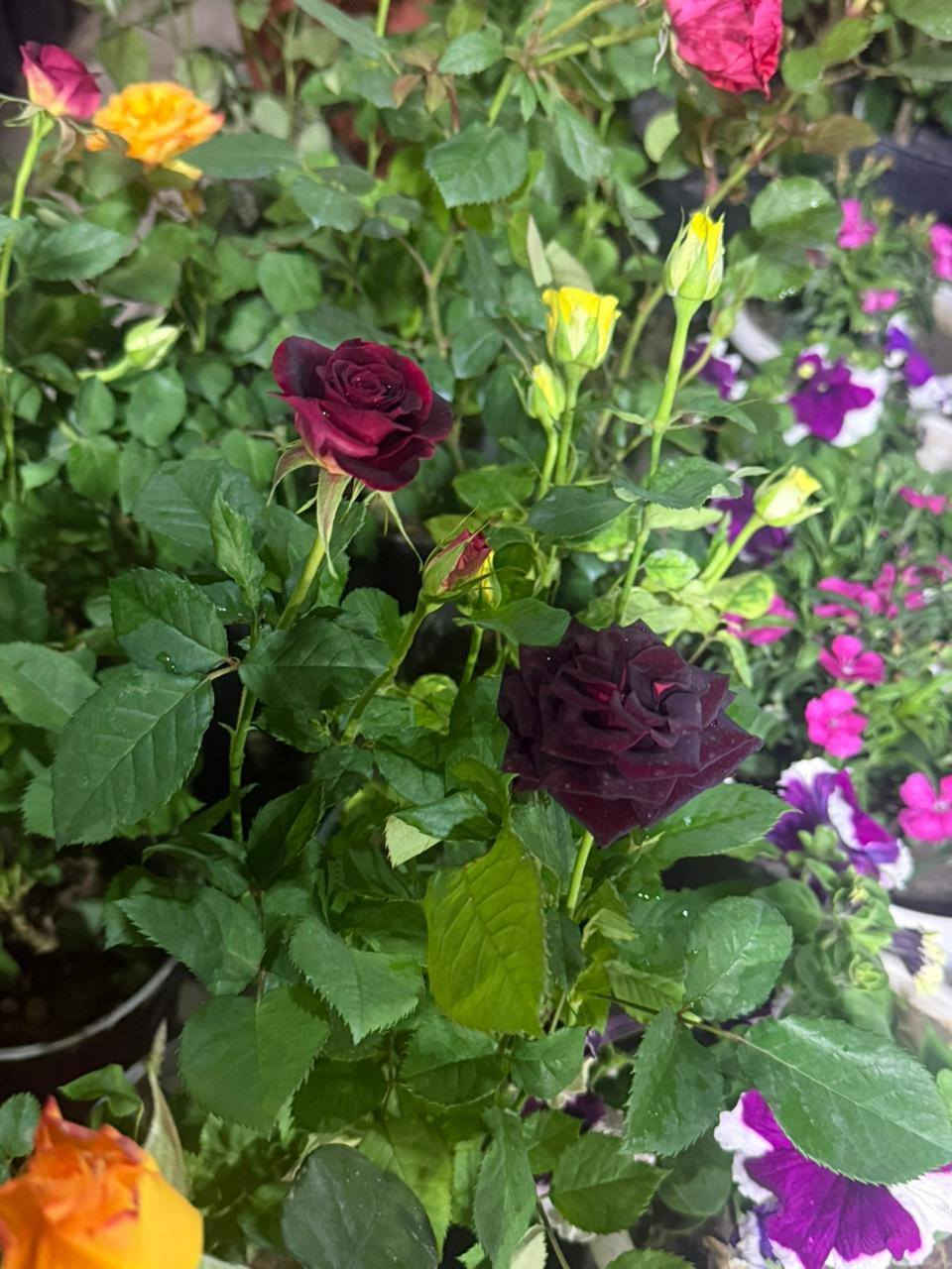 ورد جوري قديفه الوان جميلة


**إذا كنت صاحب هذا الإعلان وتريد حذفه لأي سبب، رجاءا أرسل رسالة إلى الدعم الفني**