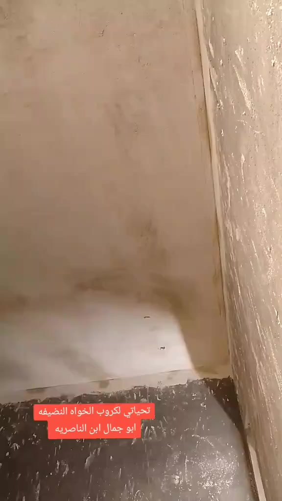 *********** خلفه بنيان ولبخ مكطوعه أو يوميه نا صريه مركز
