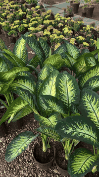 نبات الدفن • باخيا • قضاء بلد