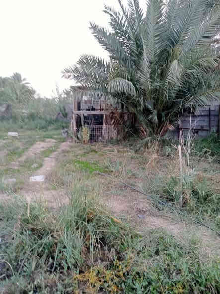 قطعة ارض زراعي طابو سند 25المساحة 500مربع مسيجة بي ارسي وفيها ماء وكهرباء العنوان بعقوبة العثمانية قرب بيت حجي قيس البياتي لها طريقان اما عن طريق اسواق الكربولي اوما على السدة السعر 40مليون بيها مجال الاتصال على الرقم ***********
