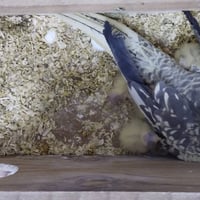 🦜 للبيع زوج كوكتيل منتج مع 4 أفراخ 🦜 للبيع زوج كوكتيل منتج:  - ✅ الذكر...