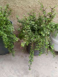 دمعة الطفل • حجم وسط • توصيل بغداد