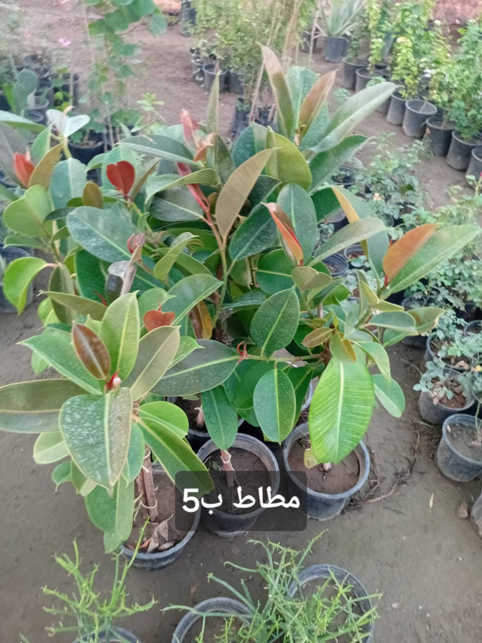 مشتل جنى على شارع العام مقابل جامعه الكوت ويوجد لدينا خدمة توصيل


**إذا كنت صاحب هذا الإعلان وتريد حذفه لأي سبب، رجاءا أرسل رسالة إلى الدعم الفني**