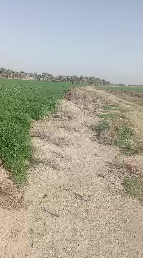 دونمين للبيع بوجه النهر مزروعات حنطه حاليا طابو زراعي سند 25 تحويل علا طابو المحاويل النيل خلال أقل من 10 ايام  يبعدن عن الشارع الرئيسي مال الورديه 370 متر نهرهن صيف وشته ماينكطع حله الورديه مقابل سيطرت البطيف عرض الشارع 7 متر سعر الدونم 28 من الاخير مال مستعجل اتصال ***********
