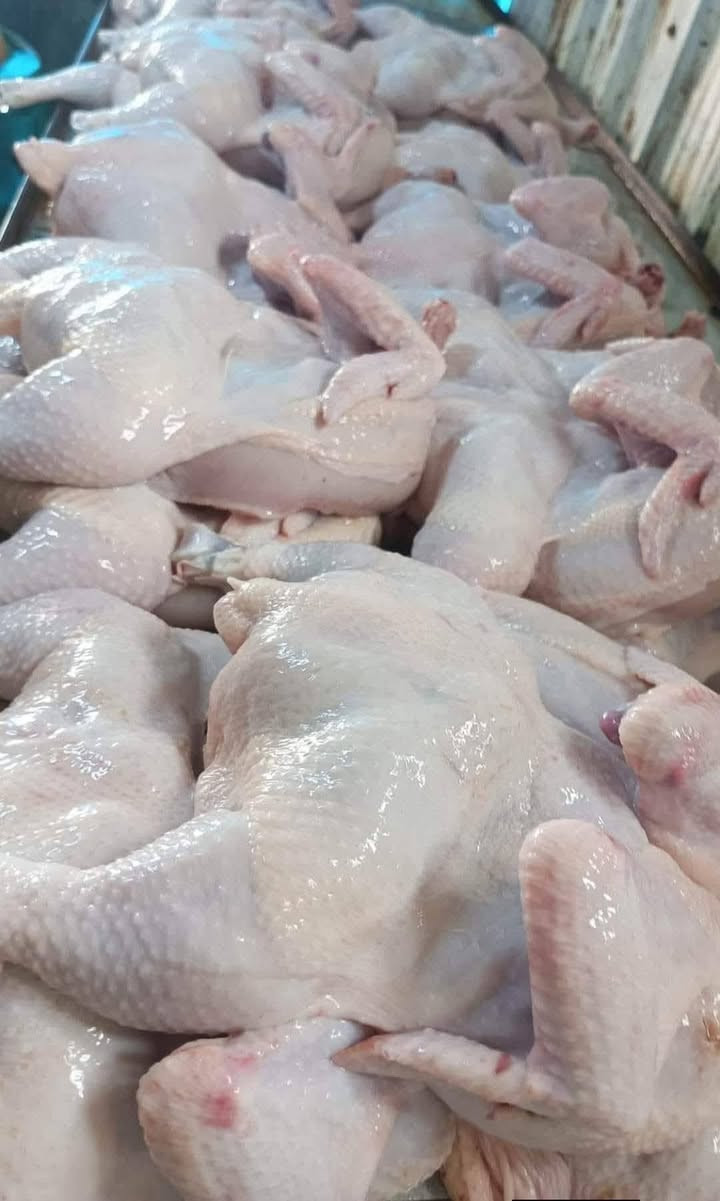 تم وصول دجاج الديره في علوة السلطان 
وتم وصول سمك درجه أولى اقفاص 🐟🐟🐟🐟
(((كليو السمك شوي درجه أولى الكيلو فقط ب 5500 )))
رجع توفر دجاج شوي درجه أولى شوي تنور طين 🕳️🕳️
بطعم مختلف جدا دجاجه خشنه وزنها 3كيلو مع الشوي 
((((فقطططط ب 11الف))))بلاشششش🐔🐔
((((ويوجد شوي افخاذ واجنحه بطعم مختلف)))))
تعلن علوة السلطان عن توفيردجاج مقطع  
صدر دجاج ج فرش 5000الكيلو
فخذ دجاج فرش ب 4500الكيلو 
أجنحه دجاج فرش ب 4500 الكيلو 
ركب+ ظهر دجاج الكيلو ب 2000
كبد وحواصل كيلو ب 3000
العنوان تأميم شارع ٦٠ مدخل القادسية الثانيه شارع أم شهد 
للاستفسار الاتصال على الارقام التاليه
***********
يتوفر واتساب

