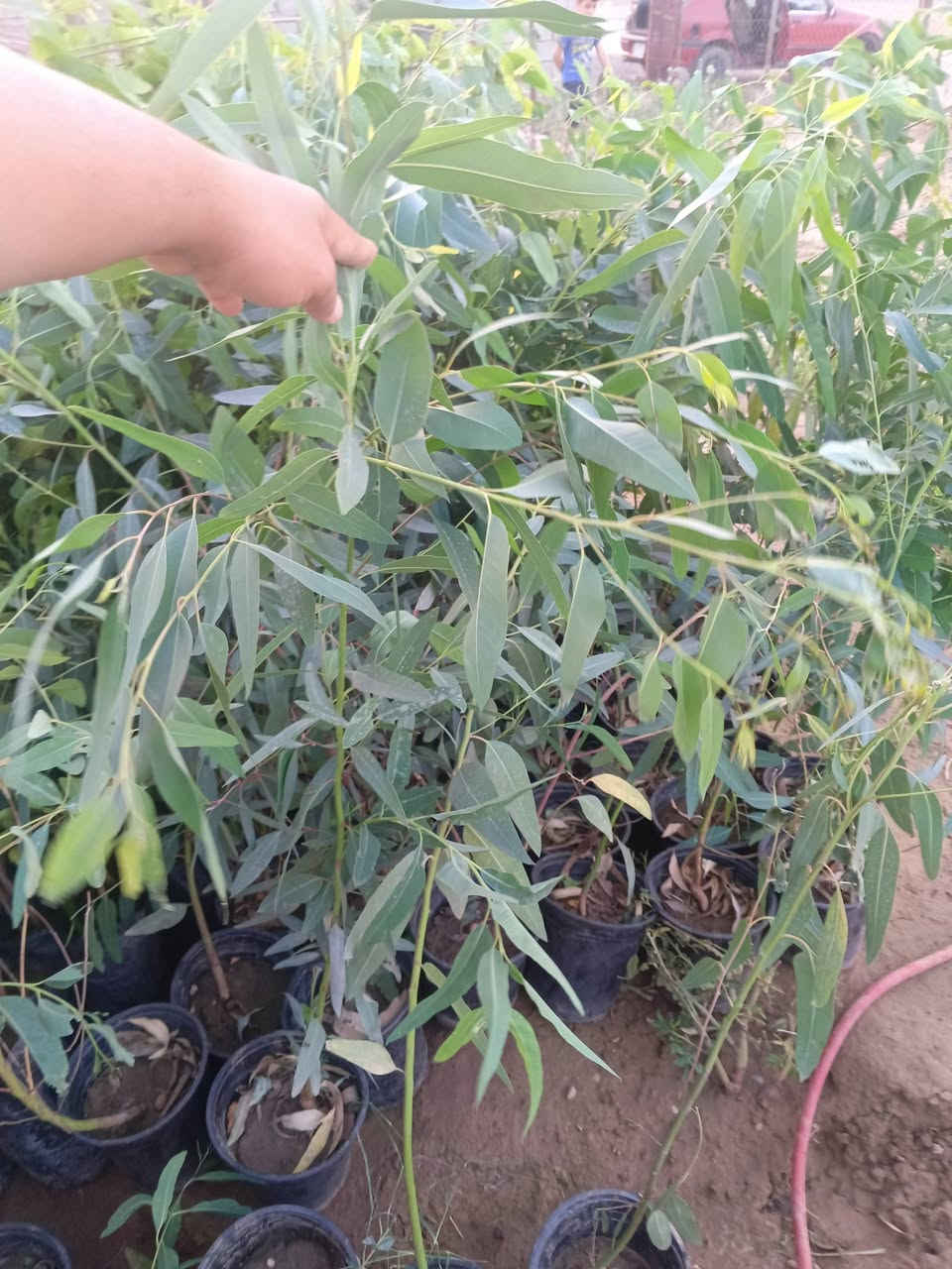 سلام عليكم
متوفر شتل في تكريت حي حماد شهاب
عنب رئاسي اسود +وعنب اسود بلد +عنب حلواني+عنب ديس العنز+عنب حلواني
ورد الاكلانشوا+ورد روز
حمضيات:برتقال ارتفاع فوك المتر +لالنكي ارتفاع متر +حامض ارتفاع متر+رارنج ارتفاع متر
رمان ديالى شهربان ارتفاع 2متر
تكي عراقي ارتفاع 2متر
قلم طوز ارتفاع متر
تين  ارتفاع اشبر
الاسعار من 1000الى4000
متوفر جملة ومفرد
‏‪***********‬‏
***********
