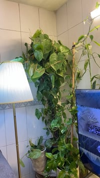 نباتات • متوفر • اربيل