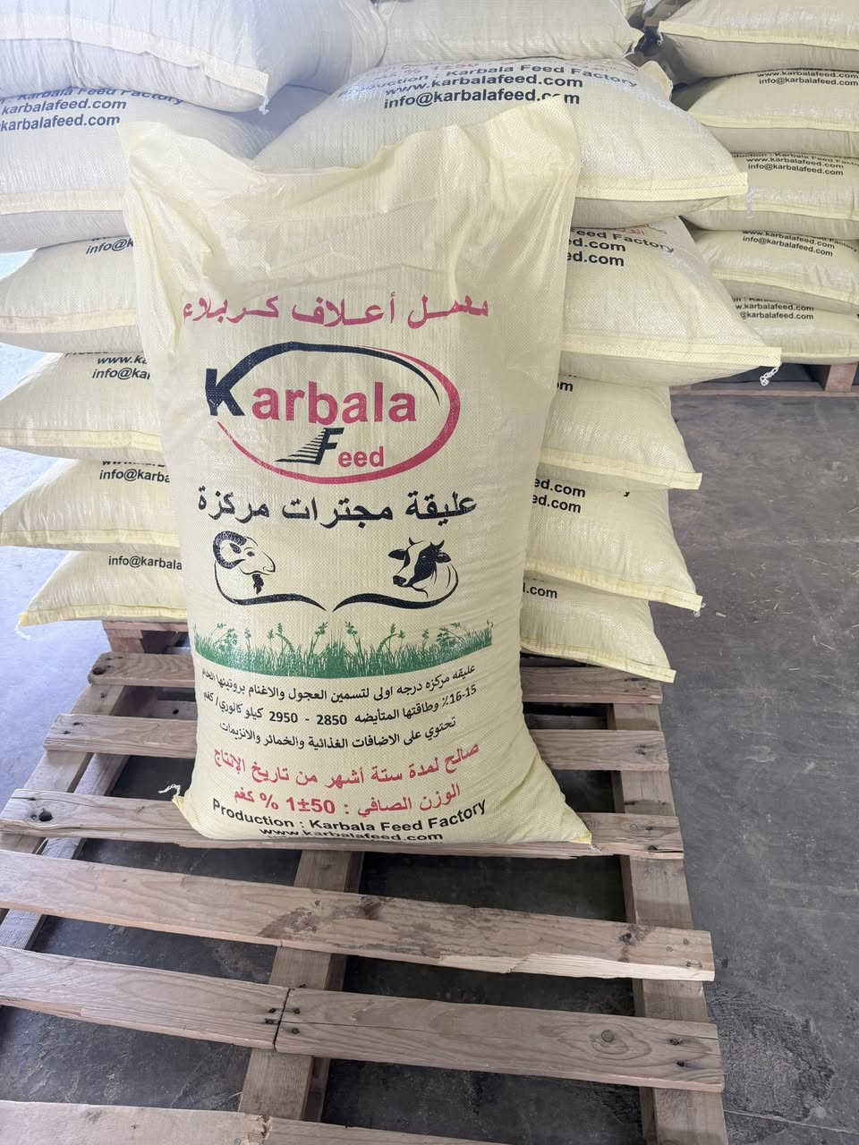 متاح بكميات مفتوحه 

🐑 طريقة التغذية الصحيحة
1. التدرّج مهم جداً
لا تعطي البلت مباشرة بكميات كبيرة
ابدأ بـ ربع الكمية وزيد تدريجياً خلال 7–10 أيام
👉 حتى تتجنب الحموضة (Acidosis)
2. تقديم العلف
يُقدم على وجبتين يومياً (صباح + مساء)
لازم يتوفر ماء نظيف باستمرار
يفضل تقديم تبن أو علف خشن مع البلت
3. التوازن مع الأعلاف الخشنة

⚠️ ملاحظات مهمة
لا تعتمد على البلت وحده
النسبة المثالية:
60% علف خشن (تبن/جت/دريس)
40% أعلاف بلت

💡 نصيحة مهنية
إذا هدفك تسمين سريع:
زوّد البلت تدريجياً
قلل العلف الخشن لكن لا تلغيه
راقب الوزن أسبوعياً
أغنام تسمين:
2% إلى 3% من وزن الجسم
(خروف 50 كغم → 1 إلى 1.5 كغم يومياً)
نعاج (حامل/مرضع):
0.5 إلى 1 كغم يومياً حسب الحالة
أبقار حلوب:
1 كغم بلت لكل 2–3 لتر حليب
أبقار تسمين:
1.5% إلى 2% من وزن الجسم يومياً
(مثلاً: بقرة 400 كغم → 6 إلى 8 كغم بلت)
***********
