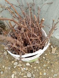 اقلام عنب • صورة عنب • راكان ياسين طه