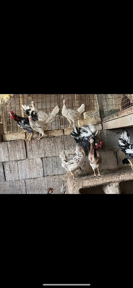 السلام عليكم للبيع دجاج كويتي ماكنتوش افرك العدد ٦ دجاجات و٣ ديوجه العمر ٨ اشهر الدجاج كله بياض العنوان بغداد جسر ديالى الجديد) ***********
*********** الكورك بي واتساب
