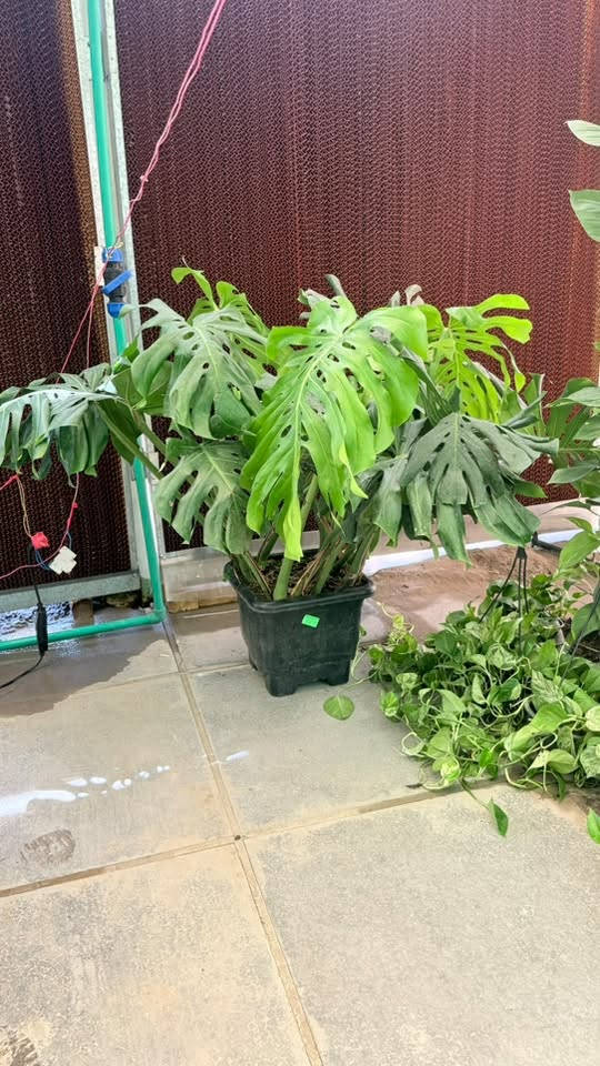 🌿 حديقتك تستحق الأفضل… والبداية من مشتل جوري! 🌿

هل تبحث عن نباتات صحية، أزهار مميزة، وأسعار تناسب الجميع؟

في مشتل جوري نوفر لك تشكيلة واسعة من:
🌸 نباتات الزينة الداخلية والخارجية
🌳 أشجار الظل والأشجار المثمرة
🌹 الورود والشتلات الموسمية
🪴 ومستلزمات زراعية 

⭐ جودة مضمونة
⭐ أسعار منافسة
⭐ تشكيلة تتجدد باستمرار

🎉 لفترة محدودة: استفد من عروض خاصة على مجموعة مختارة من النباتات.

📲 لا تتردد، راسلنا أو اتصل بنا الآن

📞 **الهاتف:*************

📍 العنوان: بغداد – (القاهرة الثانية قرب تقاطع الطالبية )

مشتل جوري… حيث تبدأ الحياة الخضراء. 🌿
