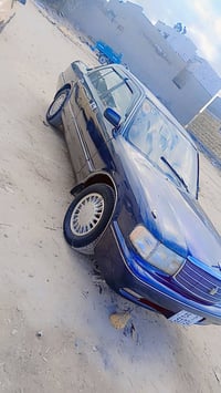 ارنب طويل للبيع نيلي مكفوله كص نغل ضربه والعيب الشرعي صبغ سنوية ال30 ت...