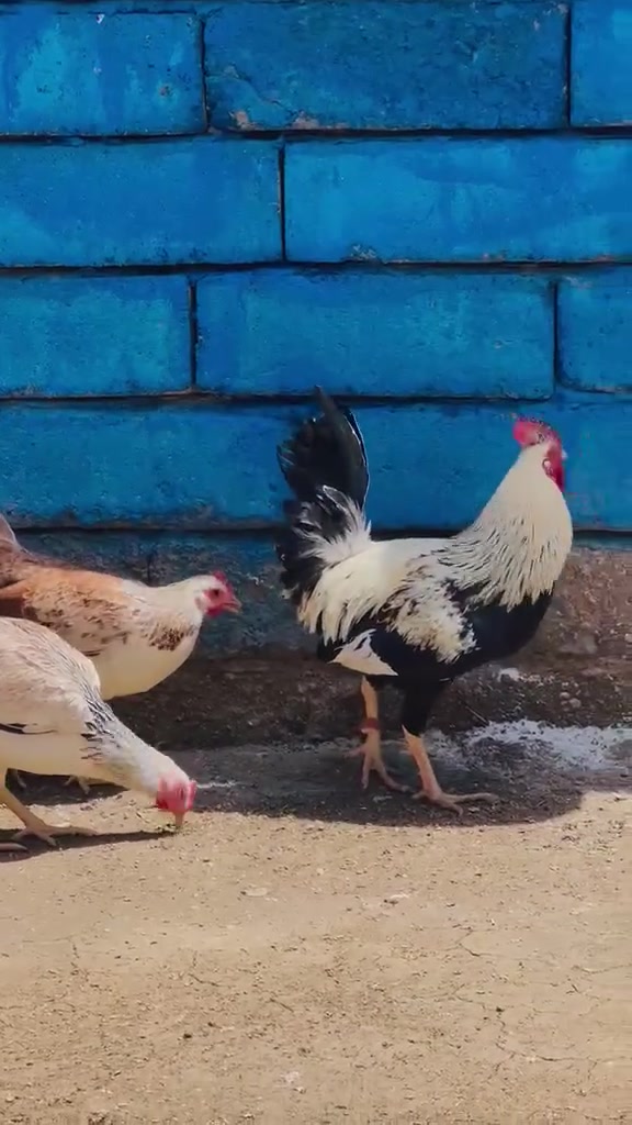 هرافي دندراوي كويتي سعرهن٢٥ وبيهن مجال مقطع الامهات وياهن مكاني بصره كرنه***********
