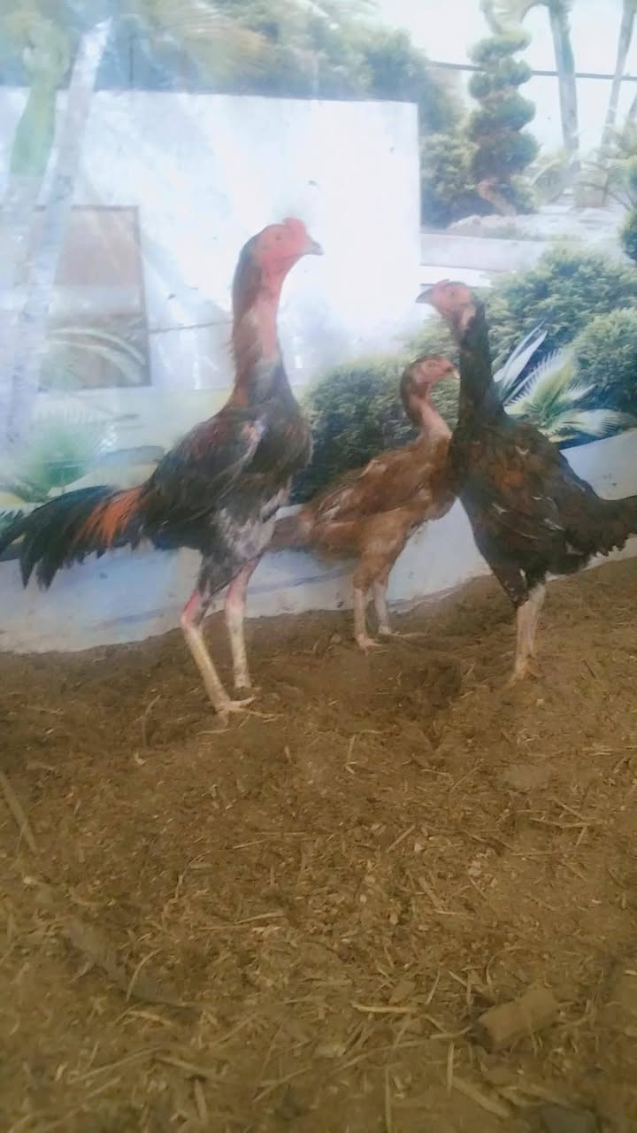 سلام عليكم دجاجات لبيع كعد يبيضن سعره 150رقم ***********
