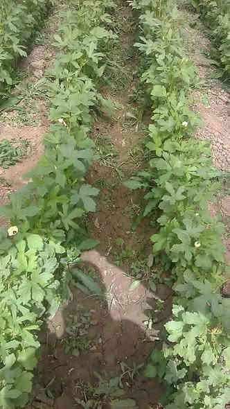 توجد لدينا بذور باميه فرنسيه الاربعينيه الاصليه بنت القوطيه 
لم تتواجد في باقي المحافظات ***********
علوها شبر تنتج  لون الغصن فاتح شرط التعهد والإنتاج العنوان بغداد جسر السلام
