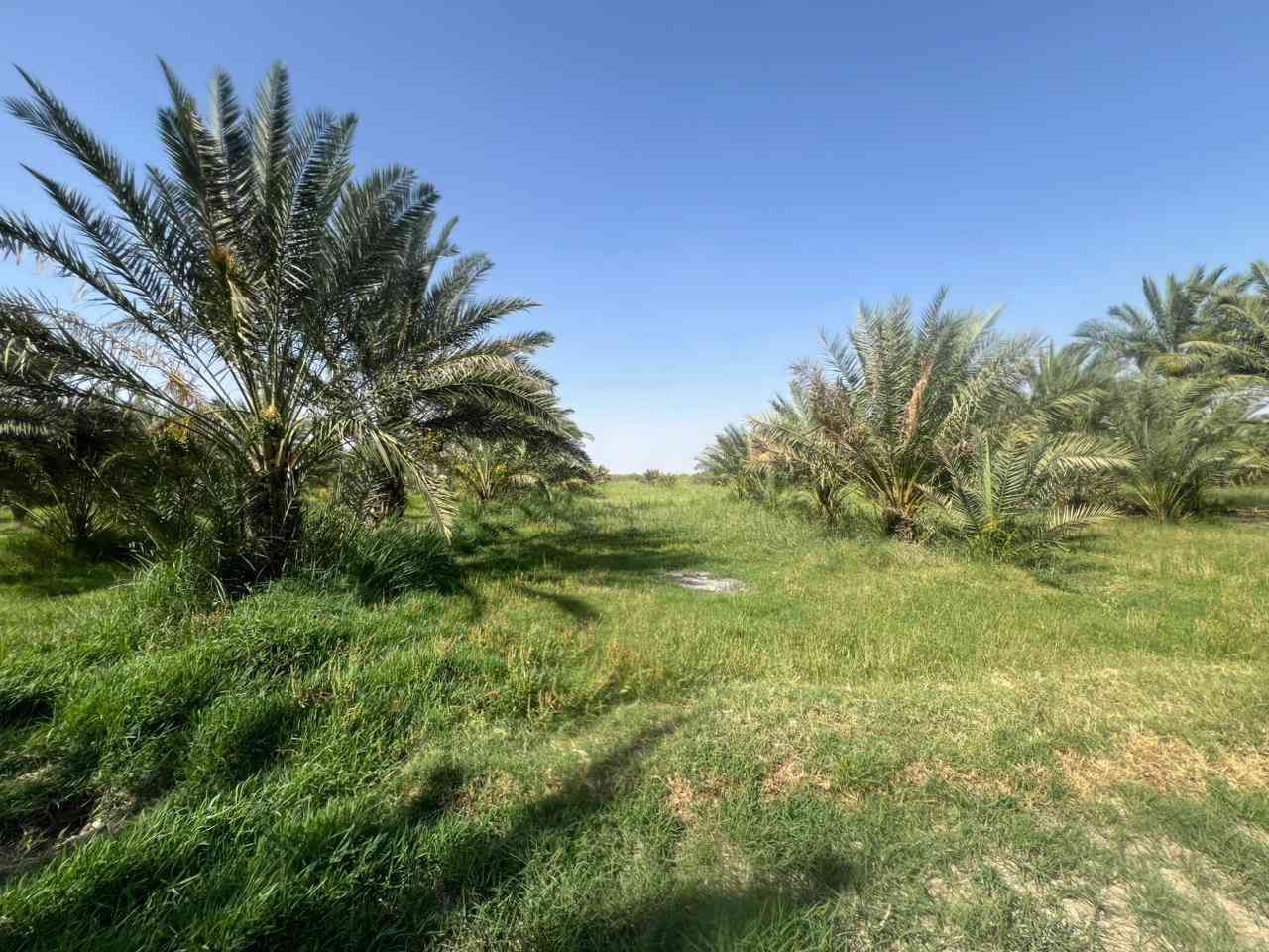 السلام عليكم أرض زراعية للبيع طابو 25 (المساحة الكلية 10 دوانم ) توجد فيها 6 بيوت  كصيبة الثانية التواصل على رقم ***********
