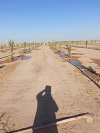 فسائل نخيل • اراضي للبيع • كربلاء