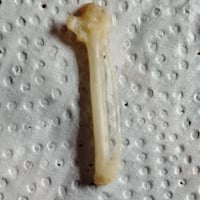 عضم هدهد اصلي وشغال ميه بلميه 07846140137