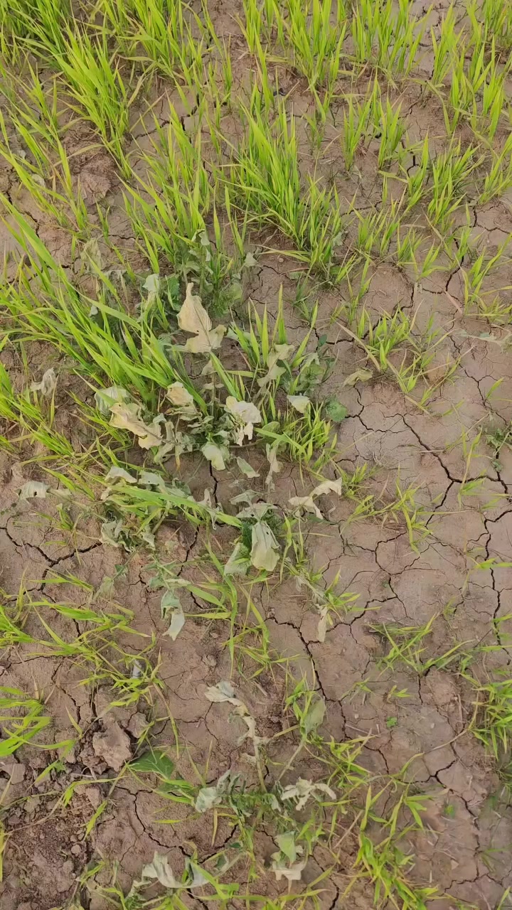 نتائج مبيد الادغال المستعصية الفجيله البيضه #دريم بعد ٣ ايام 

📞 للحجز والاستفسار أو الاستشارة
 المجانية: (*********** & ***********)
العنوان كركوك طوبزاوه قرب فلكه تكريت على الشارع العام  قرب مول الأخوين ..
تابع الصفحه  ليصلك كل ما هو جديد
#الرافدين_للزراعة_الحديثة
