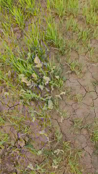 مبيد ادغال • دريم • كركوك طوبزاوه