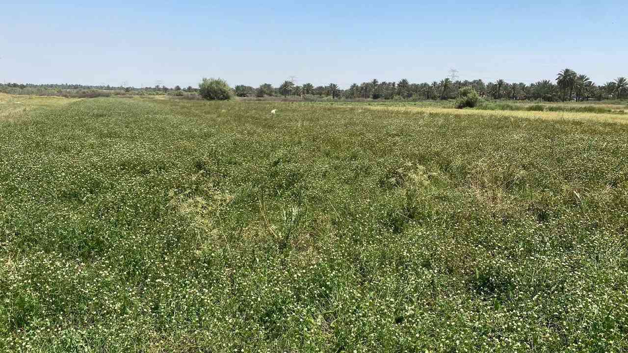 ارض زراعيه 9 دونم  طابو زراعي سند 25 باسم البائع .. منطقة الحصن ..سعر الدونم 35.تفاصيل اكثر الاتصال على الرقم ***********
