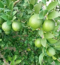 مثبت أزهار • خلطة احمد الحرداني • معقمات ثمار