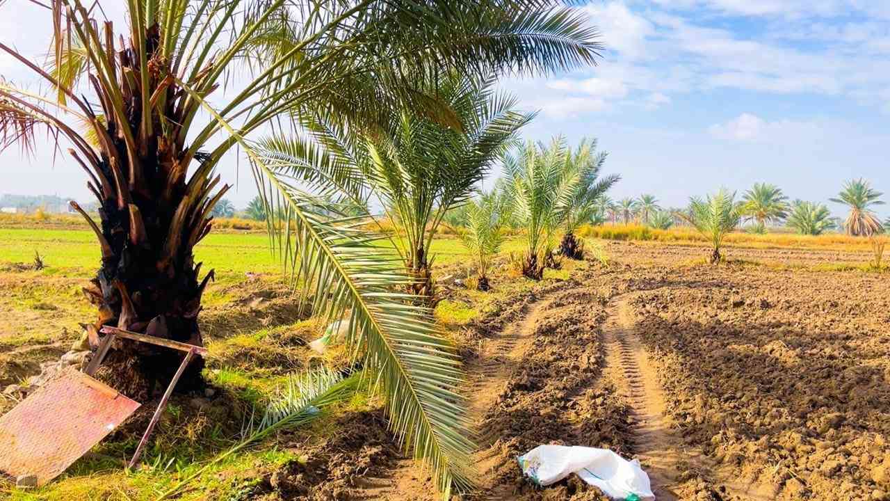 إقراء المنشور والتفاصيل وبعدين ابعث رسالة او اتصل وتدلل
قطعة أرض للبيع....
عشرين دونم
سعر الدونم ١٢ مليون 
عقد زراعي منتهي الصلاحية وماشين معاملة تجديد العقد
تشتري يسجل بأسمك انت كمل إجراءات التسجيل
الموقع الرمادي ناحية اليرموك منطقة زويغير الچري
الأرض مزرعة بالوقت الحالي ثمانية وزنة حنطة وزنه ونص شعير
مع كمية كبيرة من انواع النخيل
تحتوي على بئر ماء مع ماطرة بالاضافه إلى ماء الاروائي
تبليط بالوجه على طول الأرض بالاضافه طريق ثاني على الاروائي
تصلح ان تكون مزرعة او مكان ترفيهي
الأرض مكفولة من اي مشكلة عشائرية
________________________________
للإستفسار الاتصال على الأرقام التالية
*********** واتساب
*********** واتساب
او مراسلة الصفحة في اي وقت نعتذر عن التأخير عن الرد في بعض الأحيان
نستقبل جميع العروض العقارية في مدينة الرمادي
__________________________
(دلالية المكتب ٪٢)
